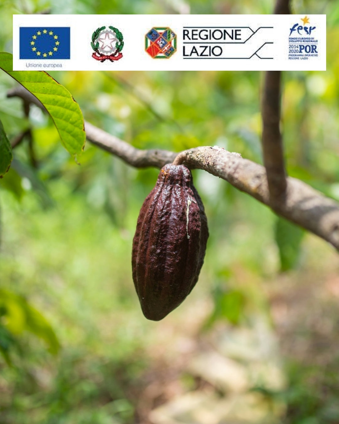 CACAO CRUDO, col suo progetto sull'export, vince il bando per l'internazionalizzazione