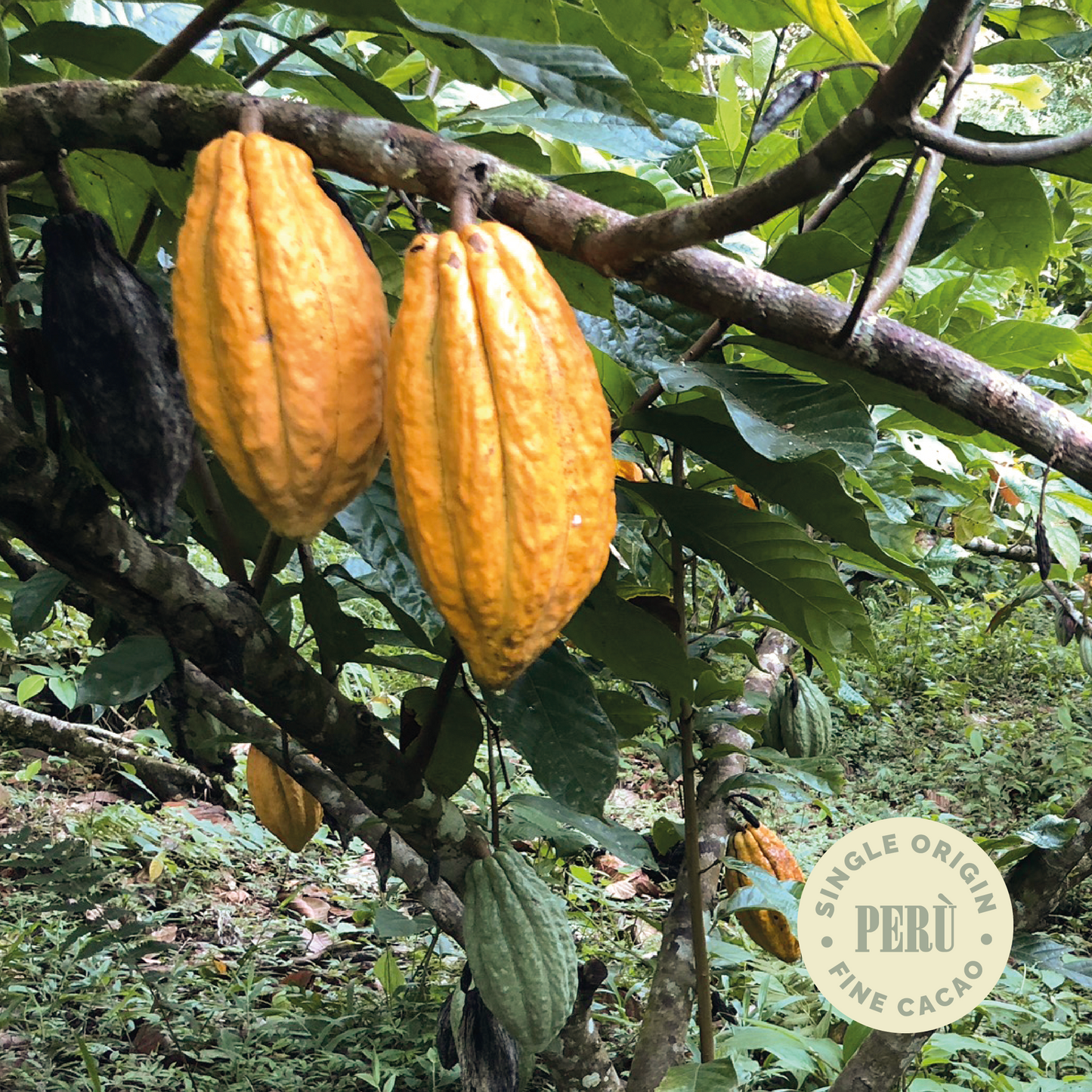 Cacao Crudo Srl